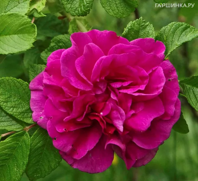 Роза Ханса ругоза (лиц)