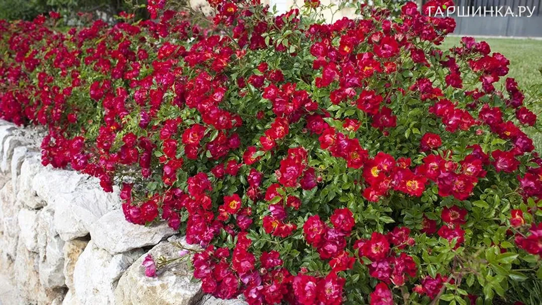 Роза Ред Дрифт, Мейян (лиц)