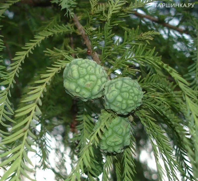 Таксодиум двурядный