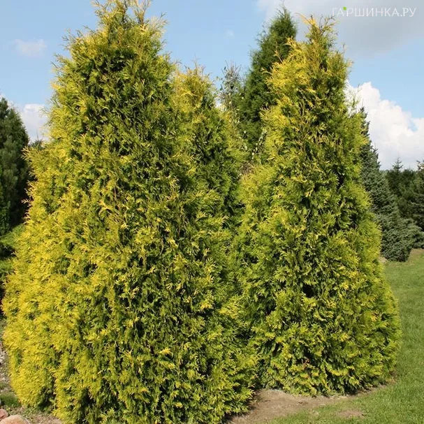 Туя западная Еллоу Риббон