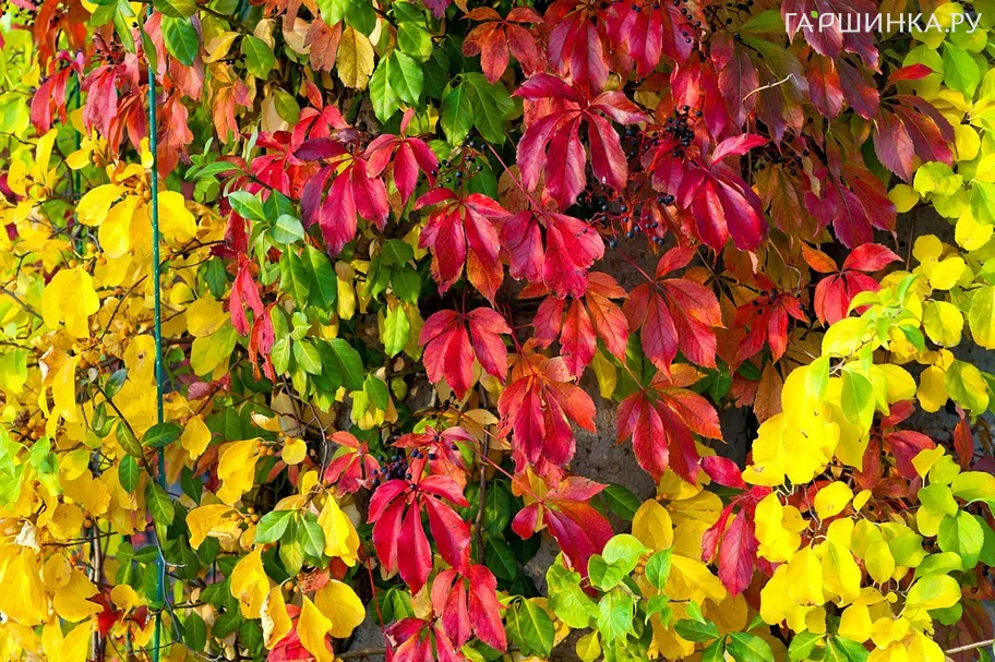 Девичий виноград