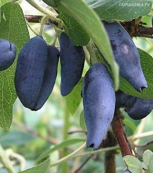 Жимолость Камчатская