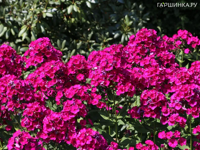 Флокс Рейвинг Бьюти метельчатый