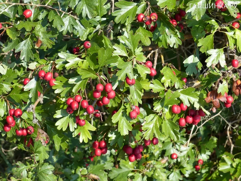 Боярышник однопестичный