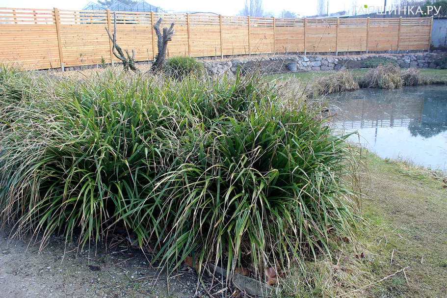 Осока висячая