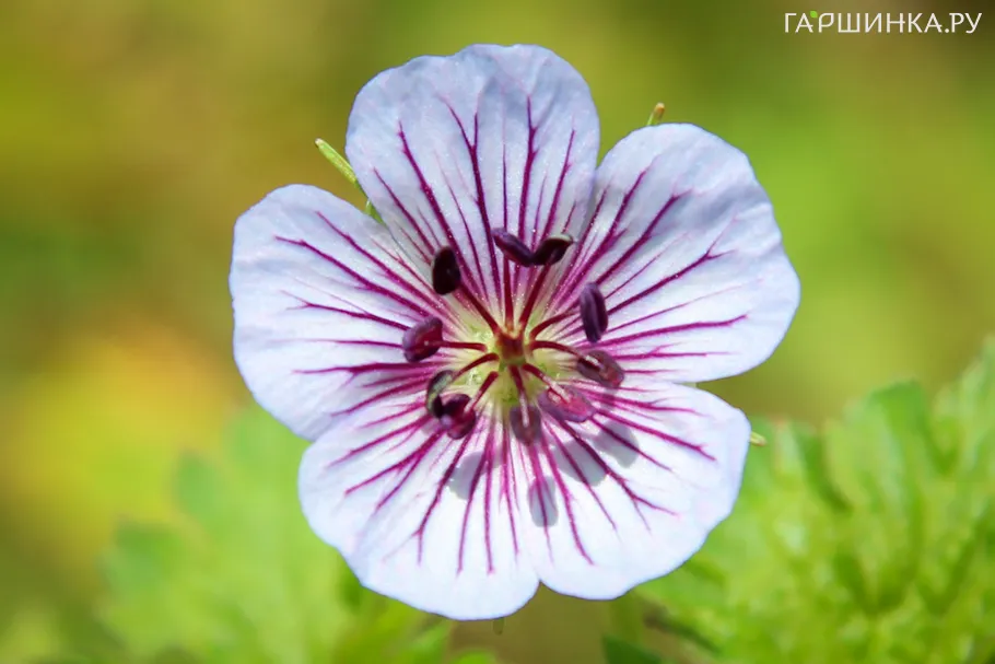 Герань Валлиха Кристал Лэйк