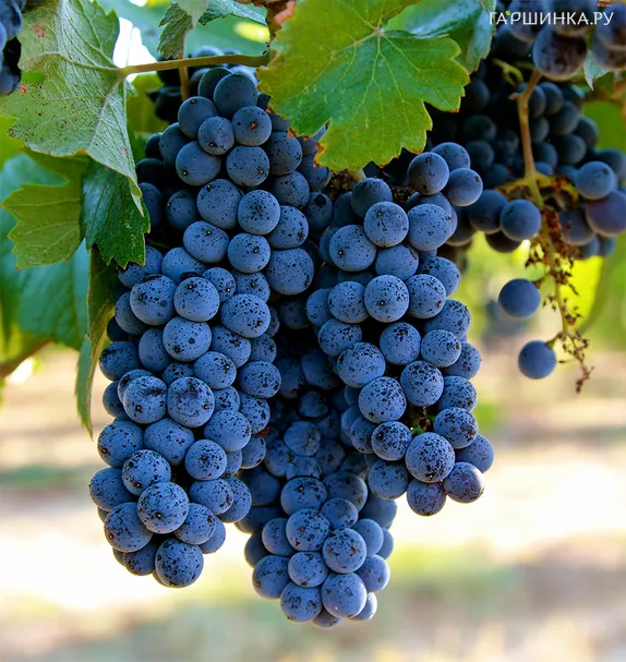 Виноград Пино Нуар