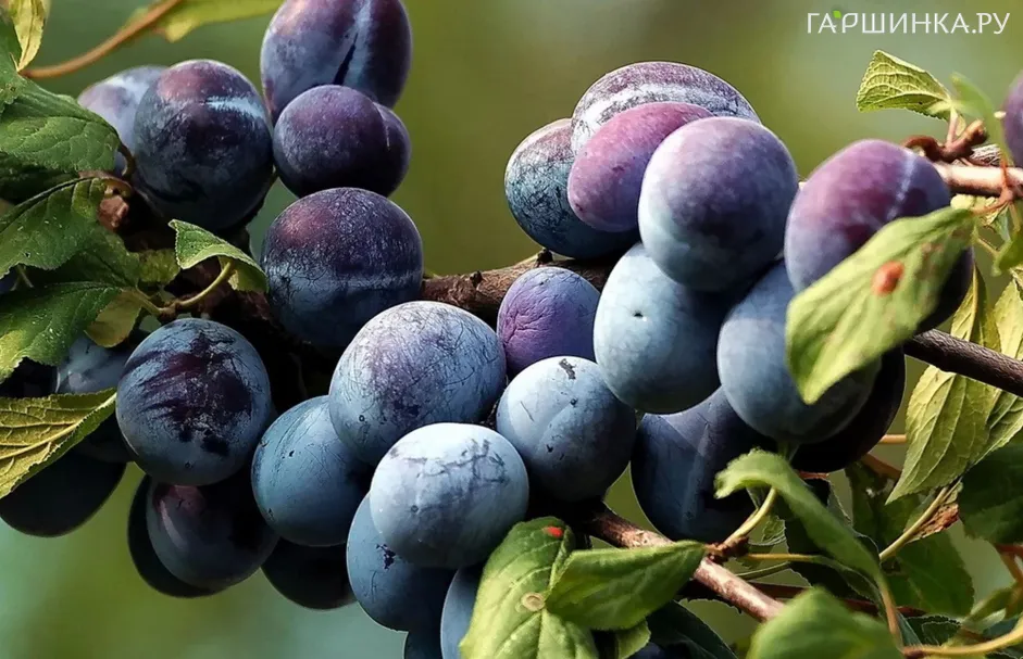 Слива Поздняя сладкая
