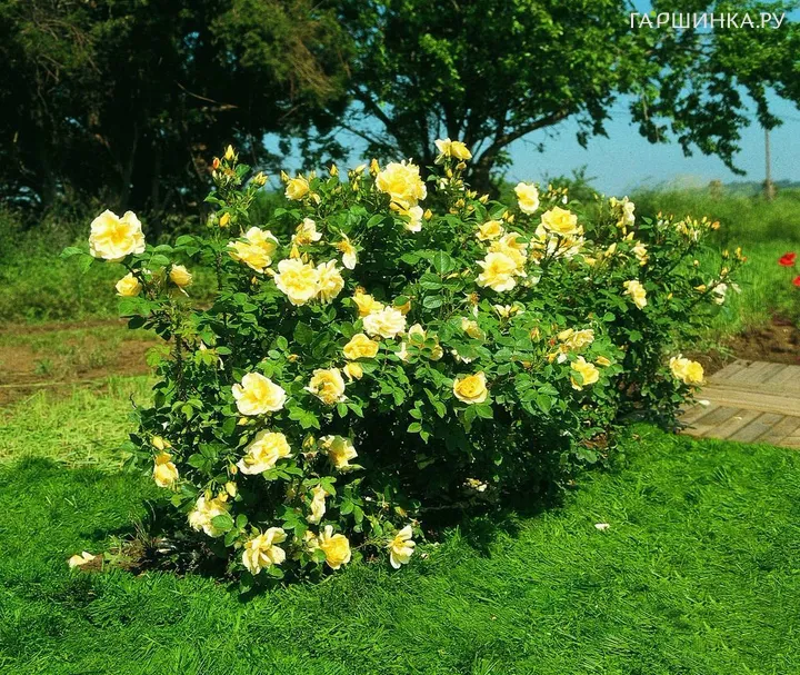 Роза Гелбе Дагмар Хаструп ругоза (лиц)