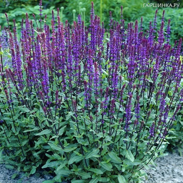 Шалфей (сальвия) дубравный Карадонна