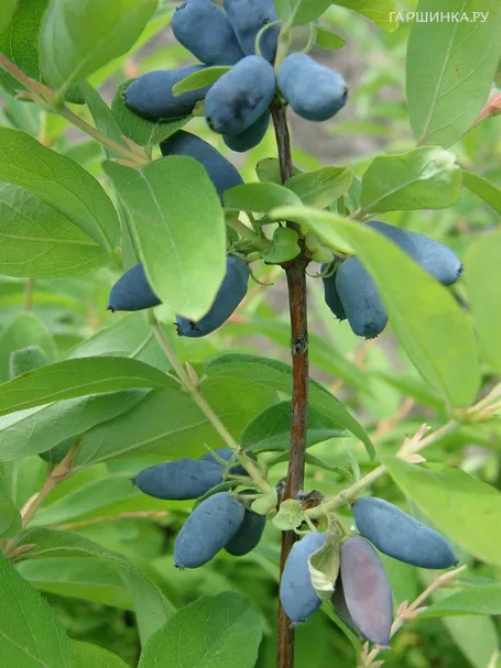 Жимолость Синяя птица