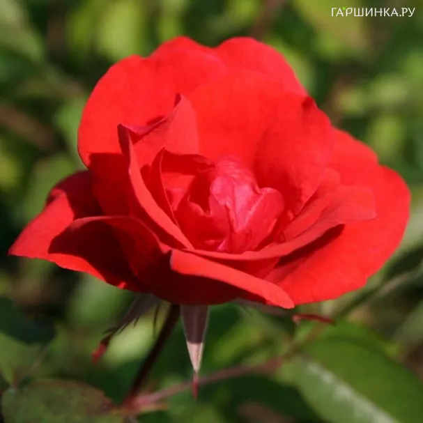 Роза Морден Файрглоу канадская парковая (лиц)