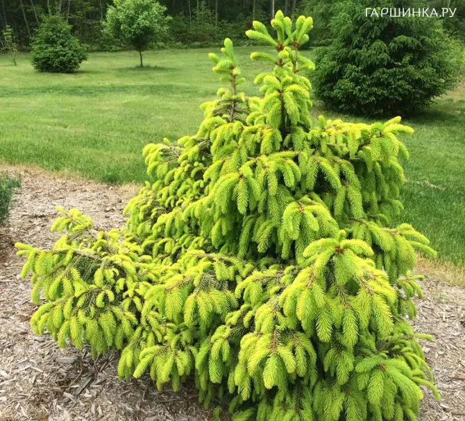Ель обыкновенная Акрокона Голден