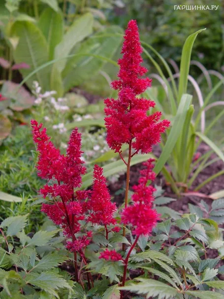 Астильба Арендса Спартан