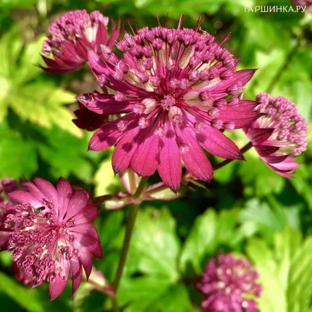 Астранция Рубра