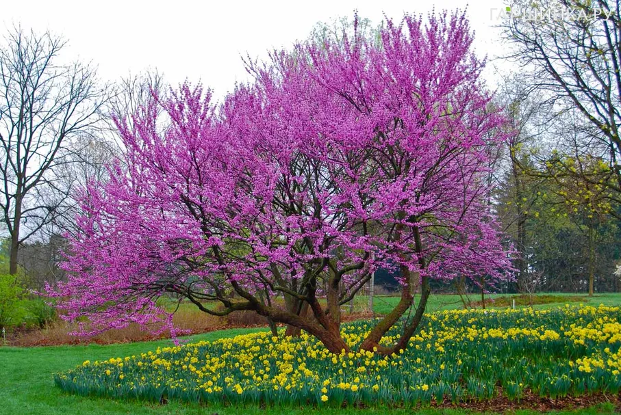 Багрянник (Церцис) канадский