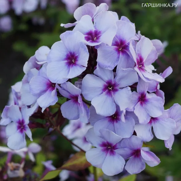 Флокс метельчатый Swizzle Blue