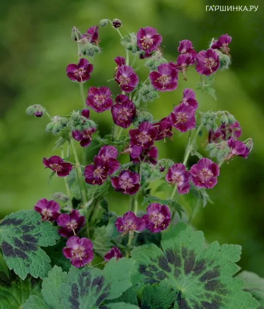 Герань темная Самобор