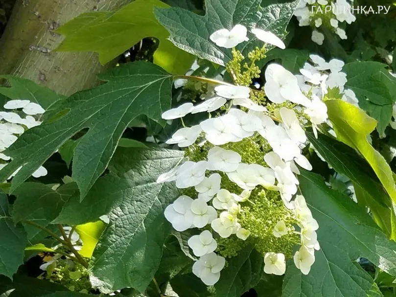 Гортензия дуболистная Сноу Ворд