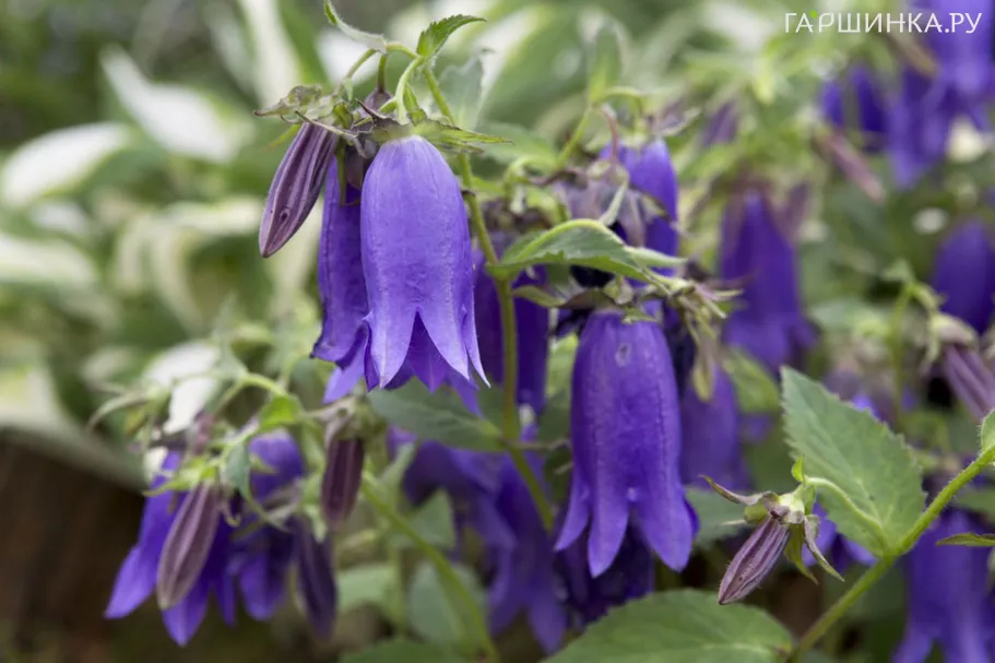 Колокольчик Кент Бель