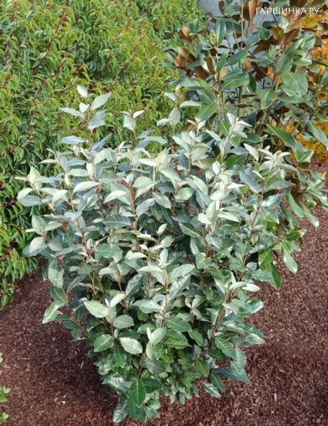 Лох Эббинга Компакта