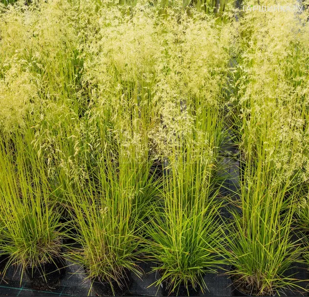 Луговик (Щучка) Бронзешляйер