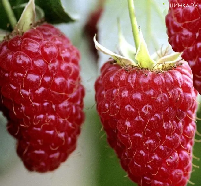 Малина Гигант Рубиновый бесшипная