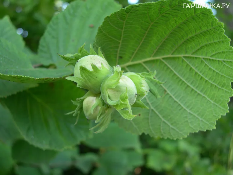 Лещина обыкновенная (фундук) Олбзуми зе Халле