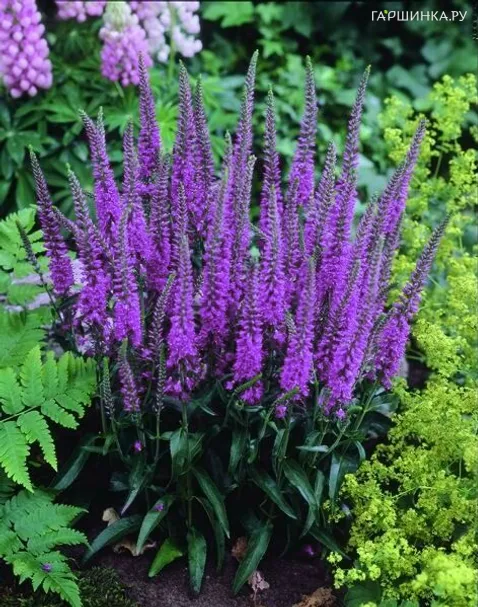 Вероника Эвелине