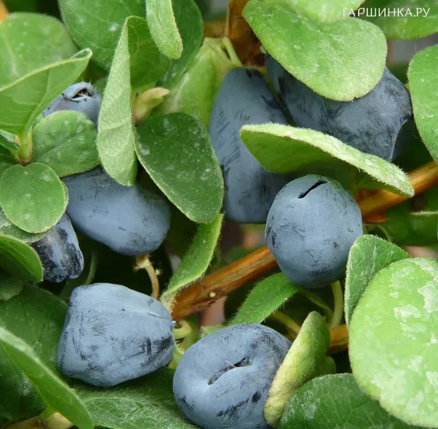 Жимолость Дуэт