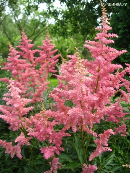 Астильба арендса Анита Пфайфер