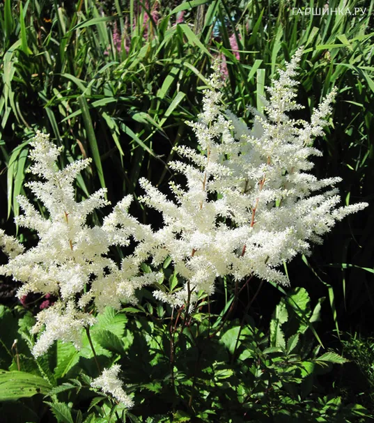 Астильба Элли японская