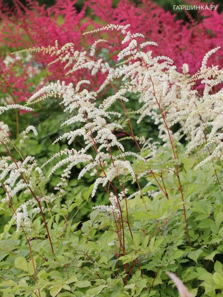 Астильба Тунберга Профессор ван ден Вилен