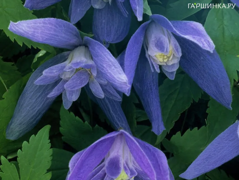 Клематис (Княжик) Джиска полумахровый синий (1)
