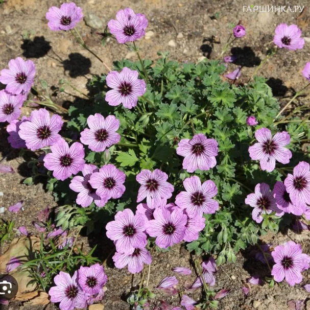 Герань садовая Лоуренс Флэтмен