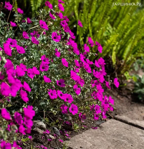 Герань садовая Гюссепии