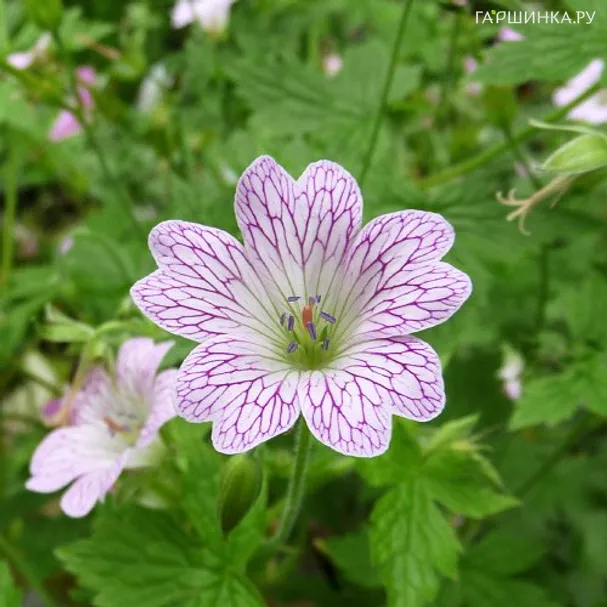 Герань садовая Лэйс Тайм