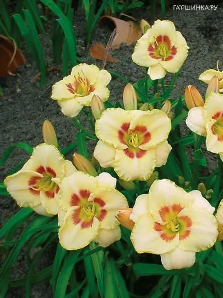 Лилейник Кастед Кэнди