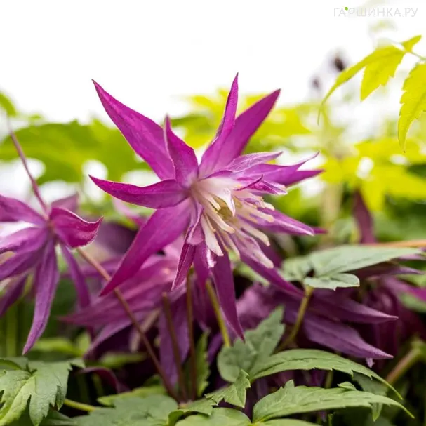 Клематис (Княжик) Пурпл Сюрпрайз (1)