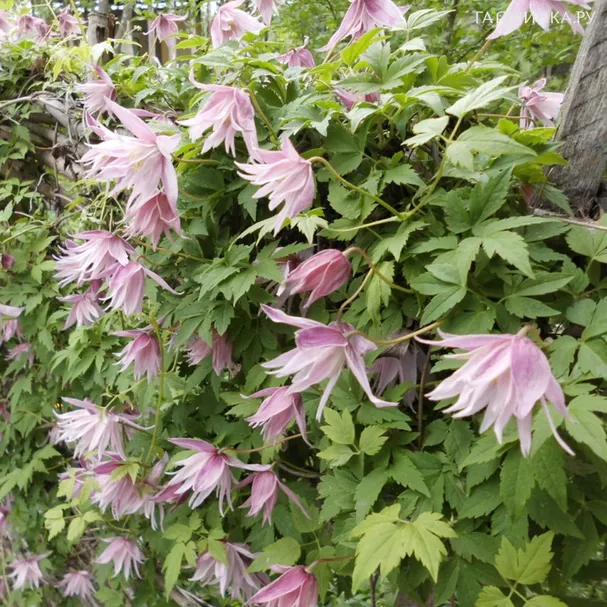 Клематис (Княжик) Пинк Сюрпрайз (Розовый сюрприз) махровый (1)