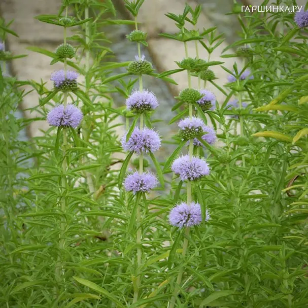 Мята красно-бурая