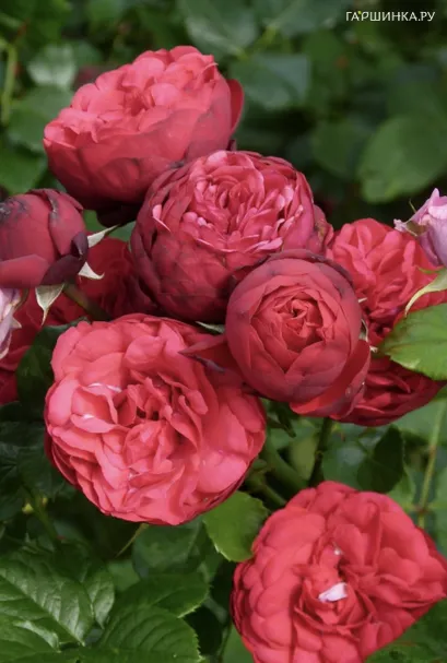 Роза Пиано чайно-гибридная, Тантау (лиц)