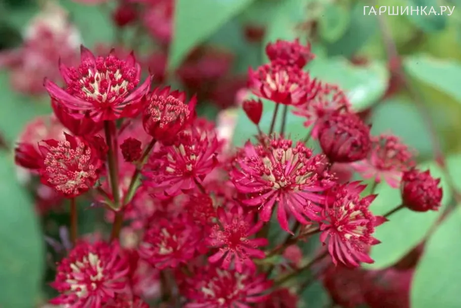 Астранция Кларет крупная