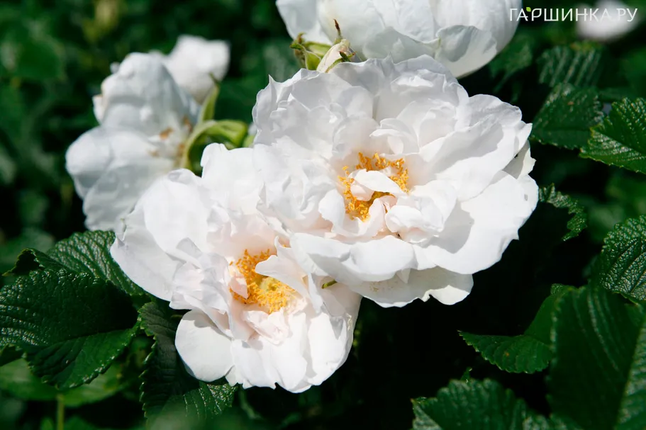 Роза Вайт Роадранер ругоза (лиц)