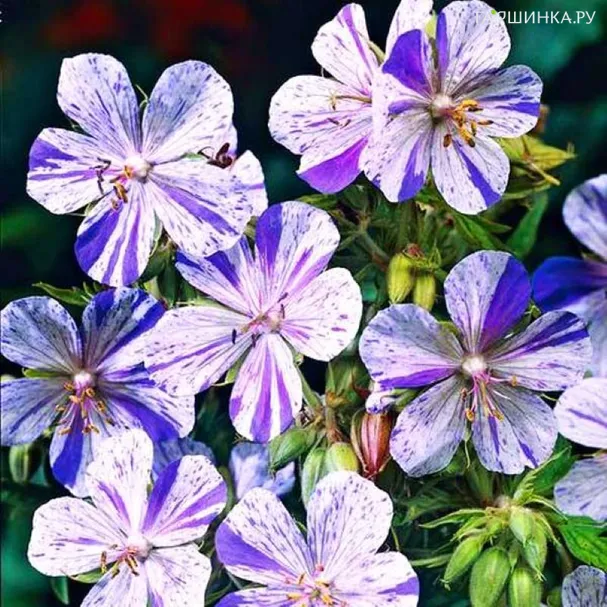 Герань Акатон луговая