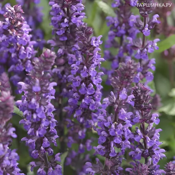 Шалфей (сальвия) дубравный Нью Дименшн Блю