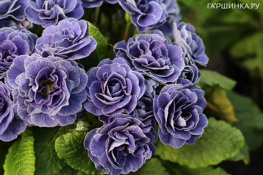 Примула Беларина Аметист Айс