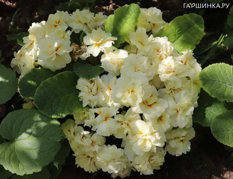 Примула Беларина Крим