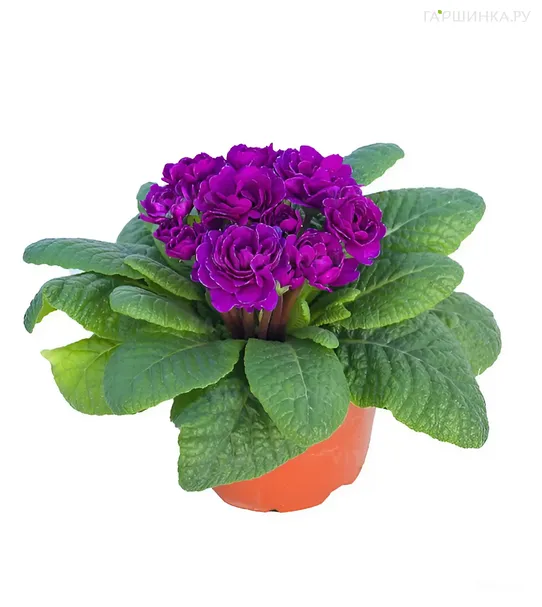 Примула Беларина Пурпл Даймонд