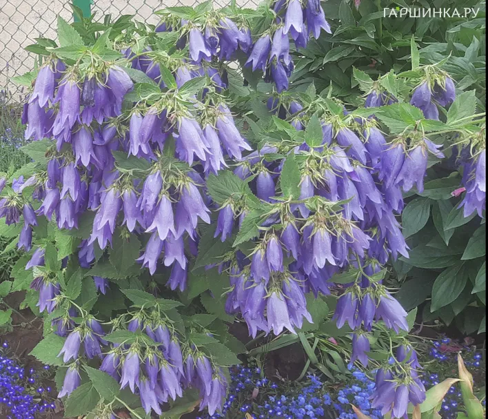 Колокольчик Сарастро